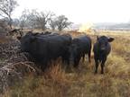 Black Angus Bulls/14months old