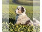 Australian Shepherd PUPPY FOR SALE ADN-772563 - Lorettas and Sams Litter