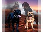 America Bandogge Mastiff-Cane Corso Mix PUPPY FOR SALE ADN-772558 - Mason x Ava