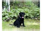 Labrador Retriever PUPPY FOR SALE ADN-772555 - English Labrador Retriever