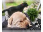 Labrador Retriever PUPPY FOR SALE ADN-772555 - English Labrador Retriever