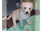 Goldendoodle PUPPY FOR SALE ADN-772547 - Goldendoodle Girl Pup Meet Cupcake