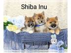 Shiba Inu PUPPY FOR SALE ADN-772519 - APRI Shiba Inu Male Puppies