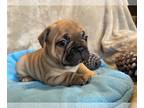 French Bulldog PUPPY FOR SALE ADN-772245 - French Bulldogs