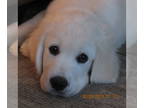 English Cream Golden Retriever PUPPY FOR SALE ADN-772522 - english creme golden