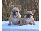 French Bulldog PUPPY FOR SALE ADN-772520 - Diamond frenchies ent