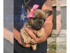 French Bulldog PUPPY FOR SALE ADN-772518 - AKC DNA tested Merle frenchies Tampa