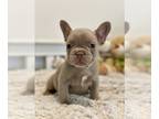 French Bulldog PUPPY FOR SALE ADN-772499 - Maddie Yellow