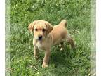 Labrador Retriever PUPPY FOR SALE ADN-772494 - Labrador Retriever Puppies