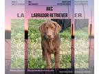 Labrador Retriever PUPPY FOR SALE ADN-772467 - AKC Chocolate Lab Puppy