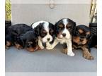 Cavalier King Charles Spaniel PUPPY FOR SALE ADN-772452 - Genetic Tested