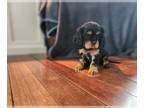 Cavalier King Charles Spaniel PUPPY FOR SALE ADN-772430 - AKC black Tan Cavalier