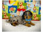 Dachshund PUPPY FOR SALE ADN-772256 - Mini dachshund