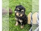 Miniature Bernedoodle PUPPY FOR SALE ADN-772184 - F1b Petite bernedoodles