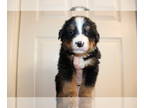 Bernese Mountain Dog PUPPY FOR SALE ADN-772181 - Bernese Mountain Dogs