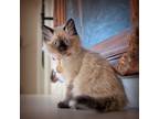 Gorgeous Ragdoll Kittens for Sale!