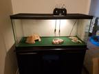 Pastel lesser ball python, cage, stand