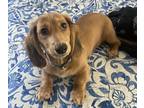 Dachshund PUPPY FOR SALE ADN-772569 - Dachshund Puppy