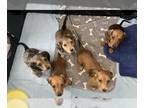 Dachshund PUPPY FOR SALE ADN-772569 - Dachshund Puppies