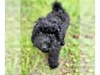 Poodle (Toy)-Schnauzer (Miniature) Mix PUPPY FOR SALE ADN-772543 - Female Black