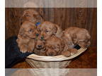 Golden Retriever PUPPY FOR SALE ADN-772502 - Golden Retriever pups
