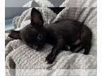 Wapoo PUPPY FOR SALE ADN-772493 - CHIHUAHUAS