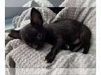 Chihuahua PUPPY FOR SALE ADN-772493 - CHIHUAHUAS