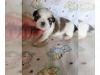 Lhasa Apso PUPPY FOR SALE ADN-772442 - Lhasa Apso AKC