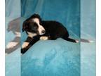 Border Collie PUPPY FOR SALE ADN-772410 - Border Collie puppies