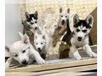 Siberian Husky PUPPY FOR SALE ADN-772389 - Liter of 5 Siberian Huskies