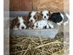 Cavalier King Charles Spaniel PUPPY FOR SALE ADN-772185 - Candy x Hunter Litter