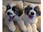 Great Pyrenees PUPPY FOR SALE ADN-772176 - Beautiful Female Great Pyrenees Pups