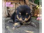 Pomeranian PUPPY FOR SALE ADN-772170 - Pomeranian puppies