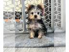 Yorkshire Terrier PUPPY FOR SALE ADN-772570 - Girl Yorkie puppy