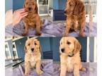 Goldendoodle (Miniature) PUPPY FOR SALE ADN-772556 - F1 Miniature Goldendoodle