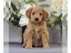 Goldendoodle (Miniature) PUPPY FOR SALE ADN-772541 - f1b Mini Goldendoodle