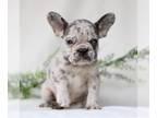 French Bulldog PUPPY FOR SALE ADN-772517 - AKC French Bulldog