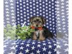 Yorkshire Terrier PUPPY FOR SALE ADN-772513 - Small Toy Size Yorkie Puppy