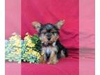 Yorkshire Terrier PUPPY FOR SALE ADN-772512 - Small Toy Size Yorkie Puppy