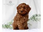 Cavapoo PUPPY FOR SALE ADN-772510 - F1b Cavapoo