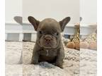 French Bulldog PUPPY FOR SALE ADN-772501 - Becky Blue