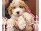 Goldendoodle (Miniature) PUPPY FOR SALE ADN-772495 - Medium F1B Goldendoodle