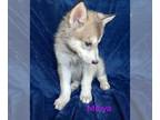 Wolf Hybrid PUPPY FOR SALE ADN-772492 - Miriya