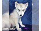 Wolf Hybrid PUPPY FOR SALE ADN-772491 - Nova