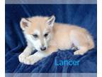 Wolf Hybrid PUPPY FOR SALE ADN-772489 - Lancer