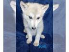 Wolf Hybrid PUPPY FOR SALE ADN-772486 - Scott