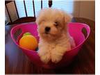 Maltese PUPPY FOR SALE ADN-772483 - Beautiful small female Maltese