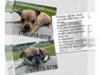 Chihuahua PUPPY FOR SALE ADN-772471 - Chihuahua Puppies