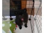 Pomeranian PUPPY FOR SALE ADN-772470 - Gru AKC Pomeranian Puppy Male