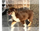 Australian Shepherd PUPPY FOR SALE ADN-772468 - AKC registrable male Aussie